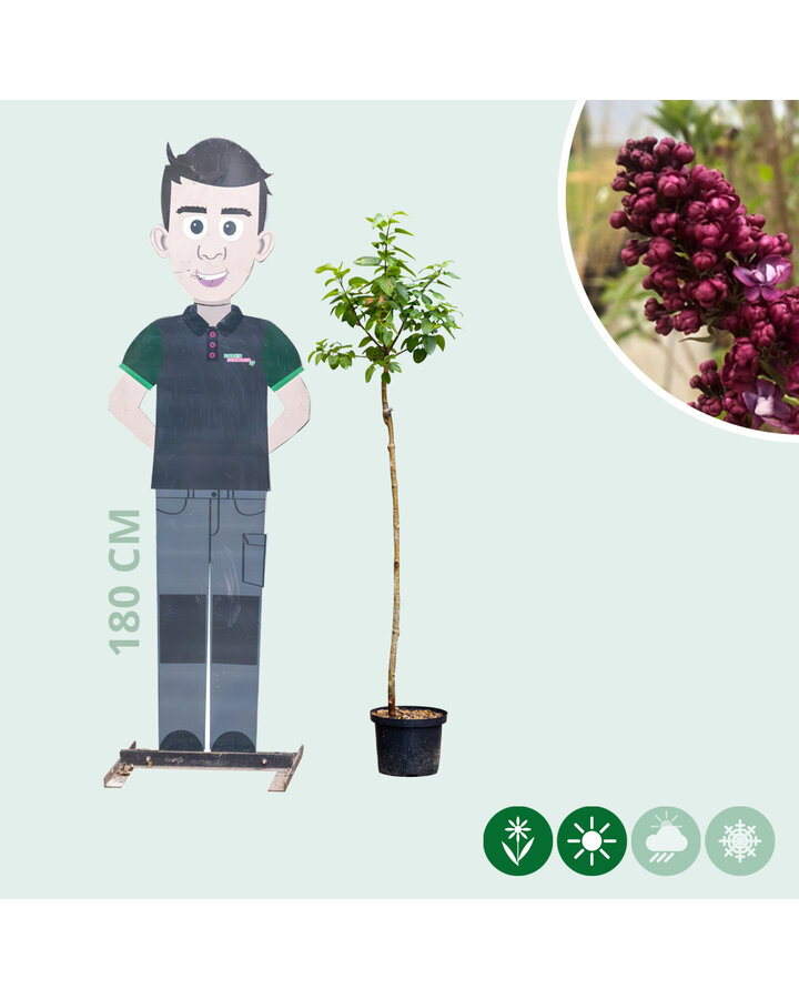 Sering Charles joly | Syringa vul. Charles joly