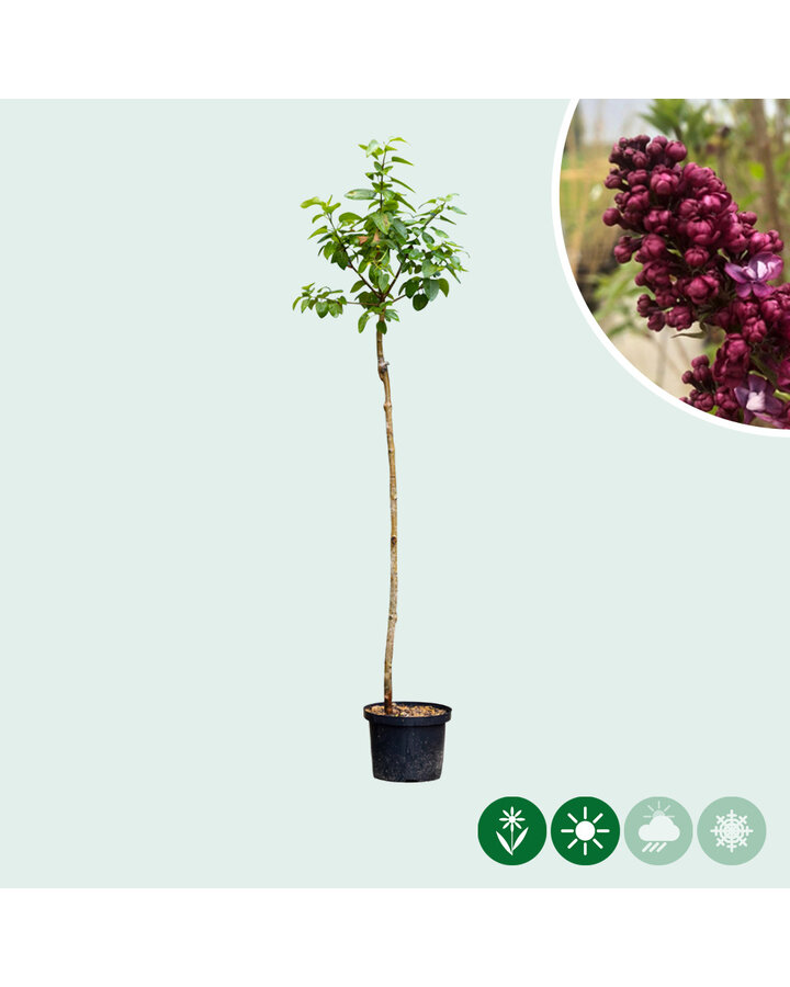 Sering Charles joly | Syringa vul. Charles joly