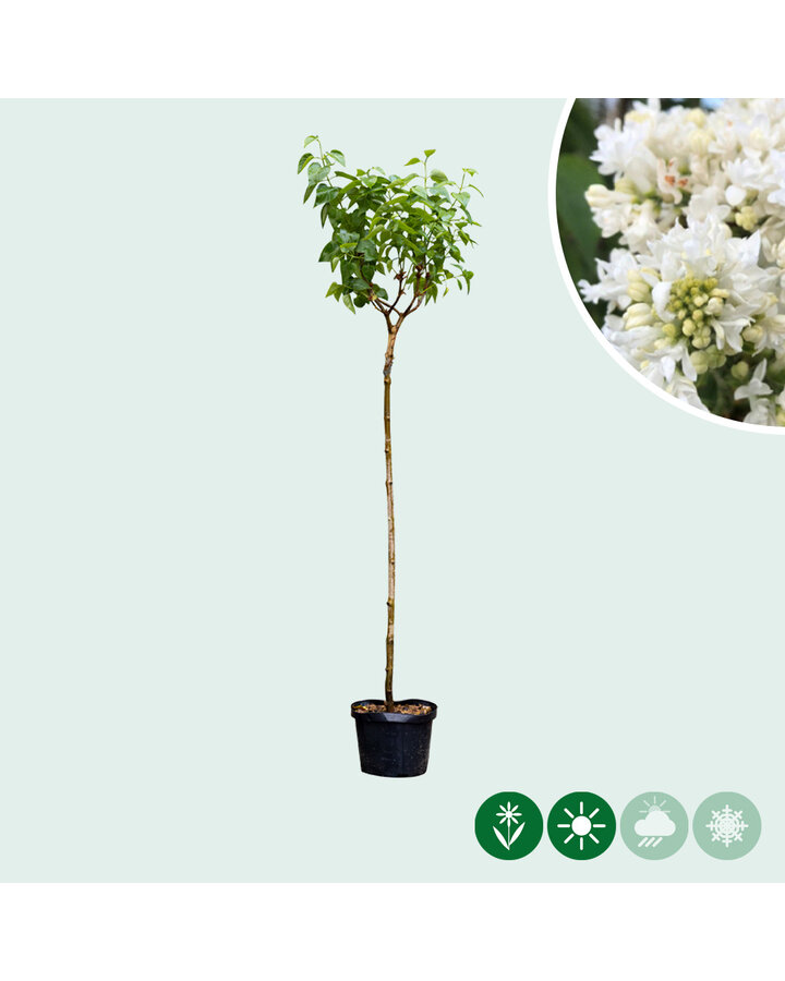 Sering 'Mme lemoine' | Syringa vul. Mme Lemoine