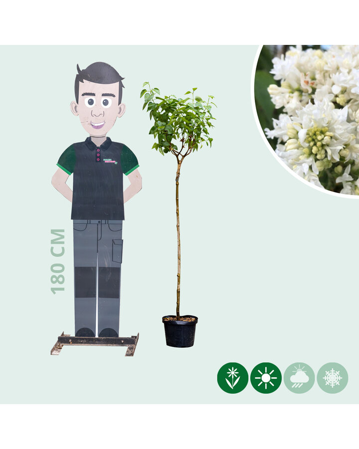 Sering 'Mme lemoine' | Syringa vul. Mme Lemoine