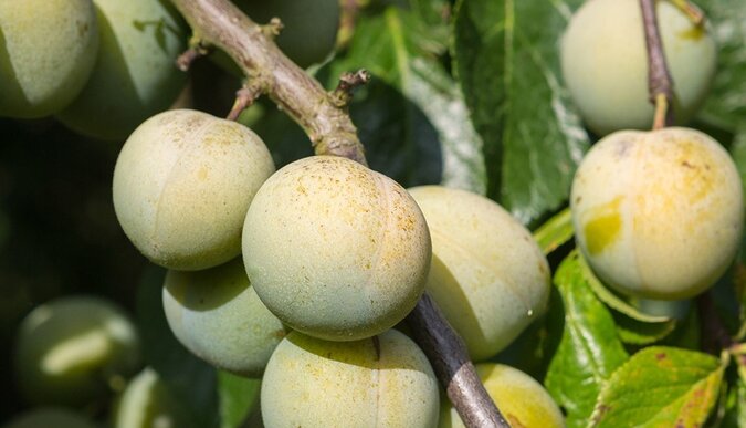 Welke fruitboom groeit het snelst?