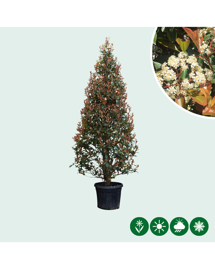 Photinia fraseri 'Red Robin' | Glansmispel kegelvorm