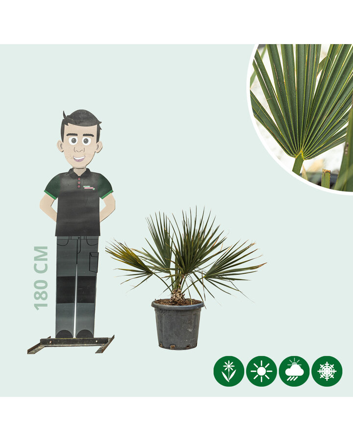 Sabal minor | Dwergpalm 'Minor'