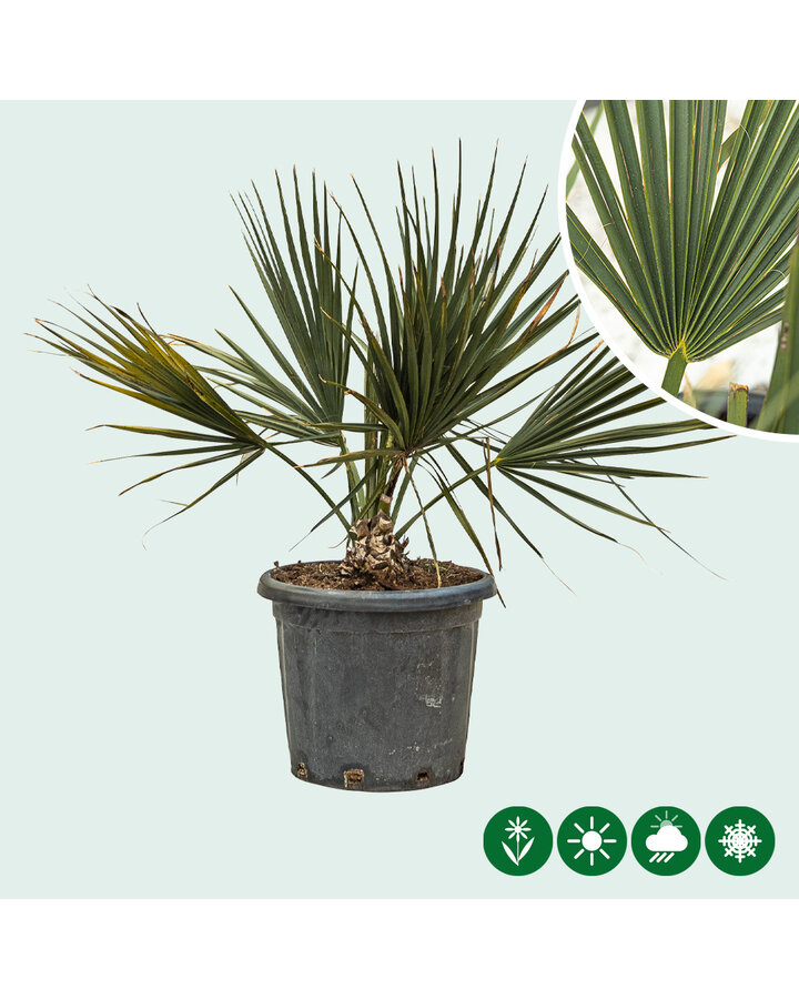 Sabal minor | Dwergpalm 'Minor'