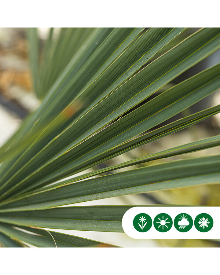 Sabal minor | Dwergpalm 'Minor'