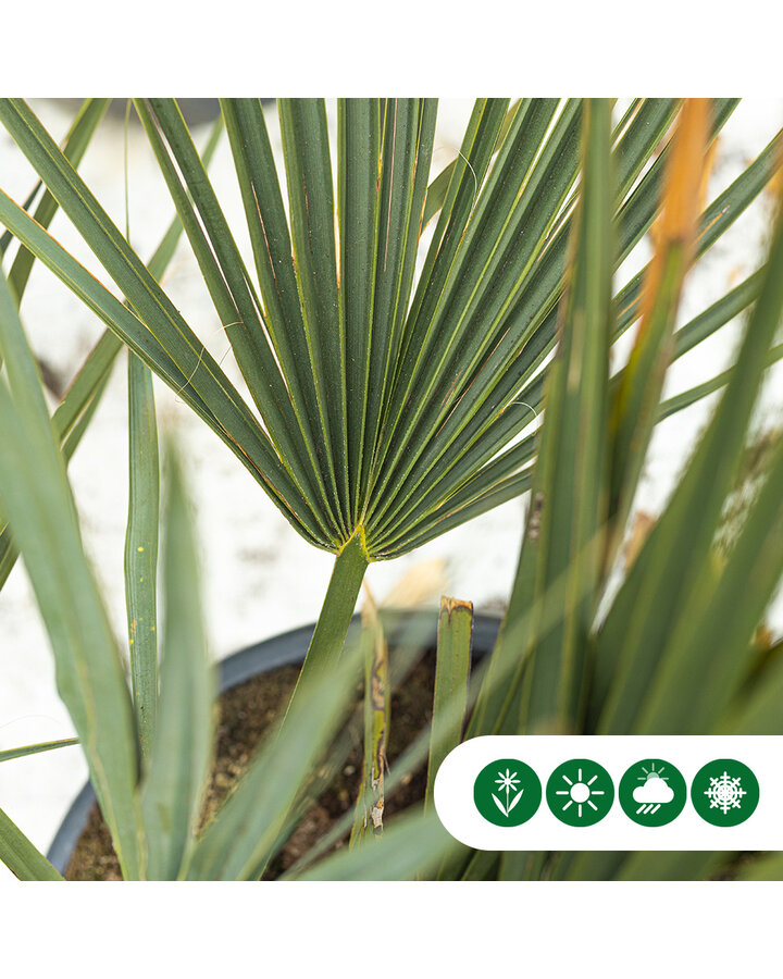 Sabal minor | Dwergpalm 'Minor'