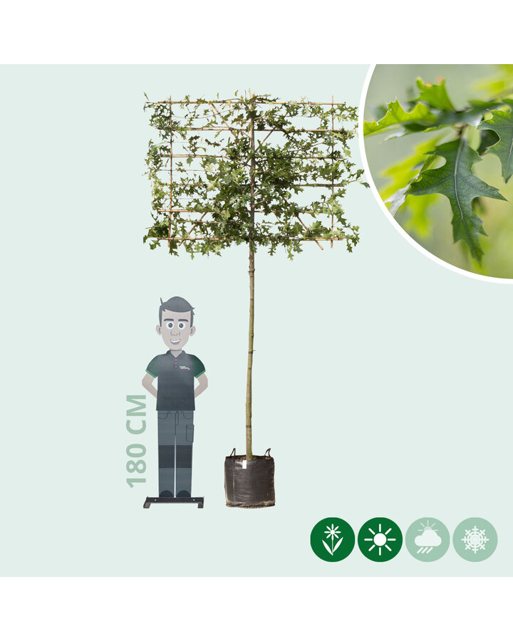 Quercus palustris | Moeraseik leiboom