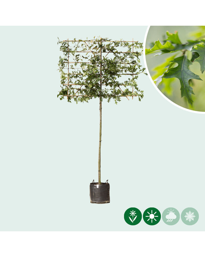 Quercus palustris | Moeraseik leiboom