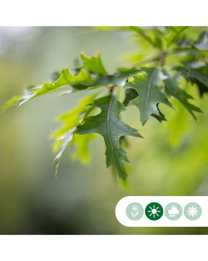 Quercus palustris | Moeraseik leiboom