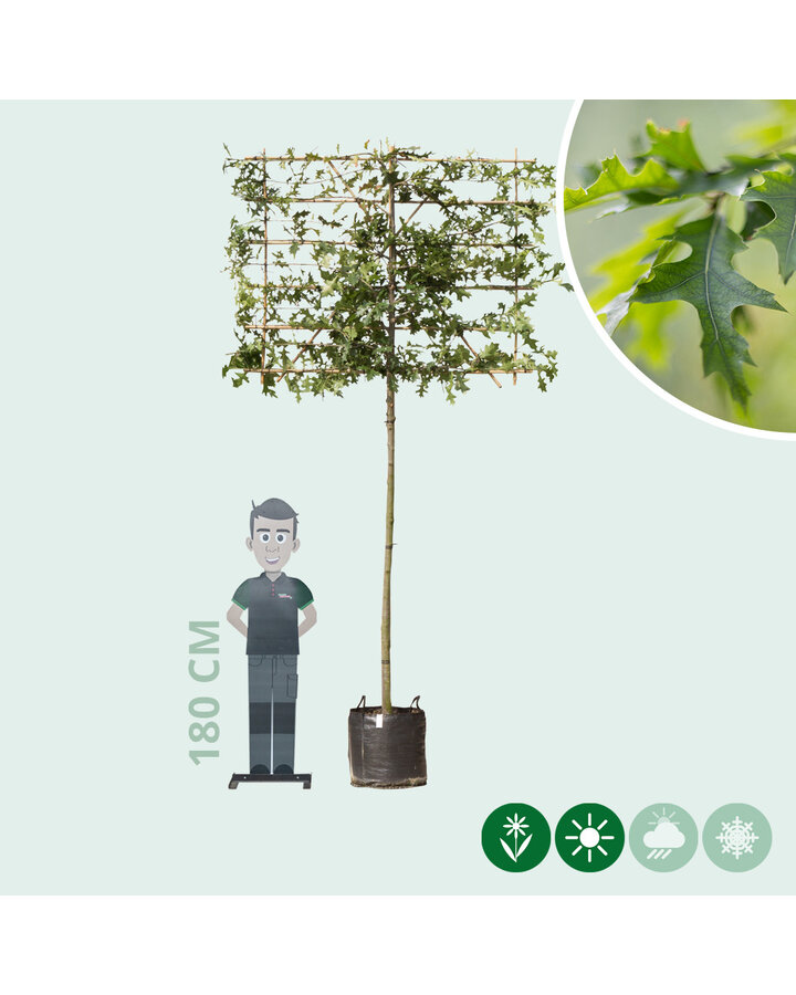 Quercus palustris | Moeraseik leiboom