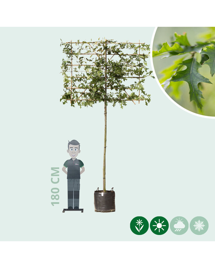 Quercus palustris | Moeraseik leiboom