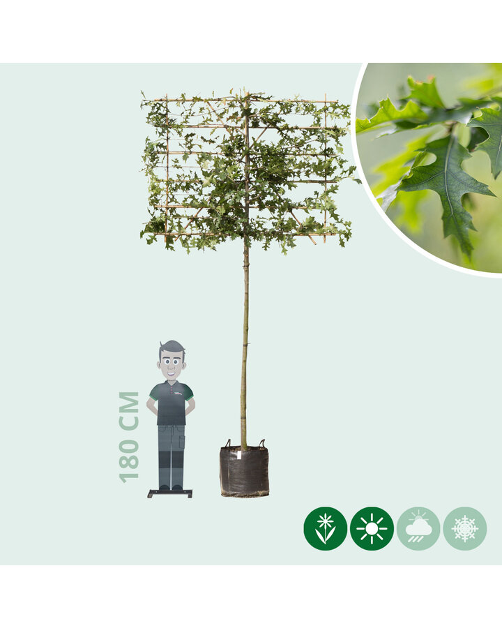 Quercus palustris | Moeraseik leiboom