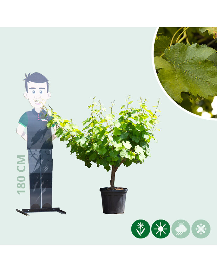 Vitis vinifera moscatel | Witte druif op stam