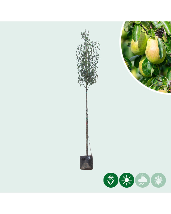 Pyrus c. 'Gieser Wildeman' | Grote perenboom Gieser Wildeman