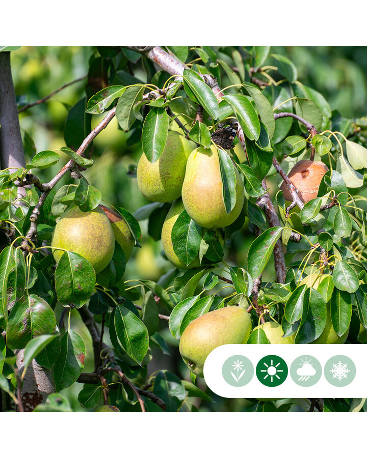 Pyrus c. 'Gieser Wildeman' | Grote perenboom Gieser Wildeman