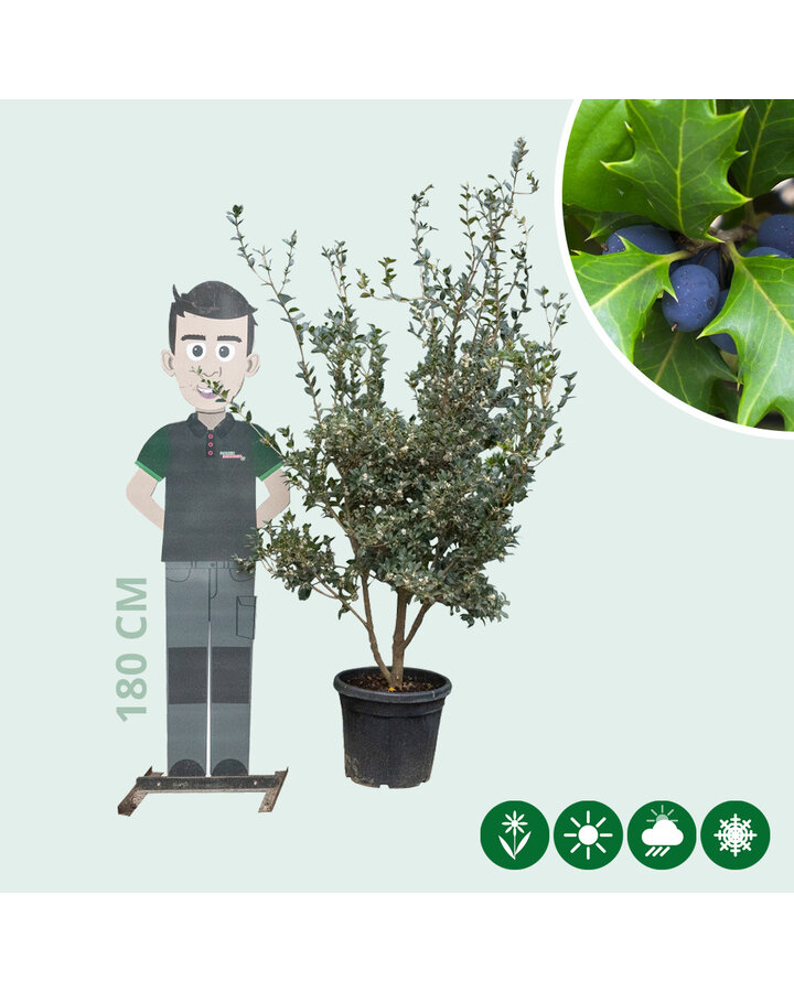 Osmanthus heterophyllus | Schijnhulst | Meerstammig