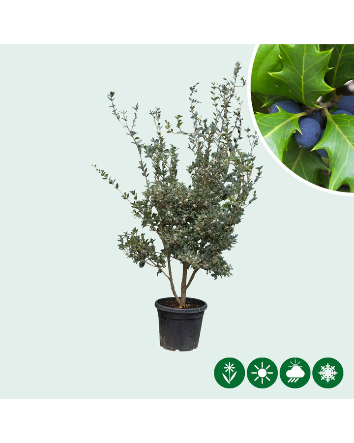 Osmanthus heterophyllus | Schijnhulst | Meerstammig