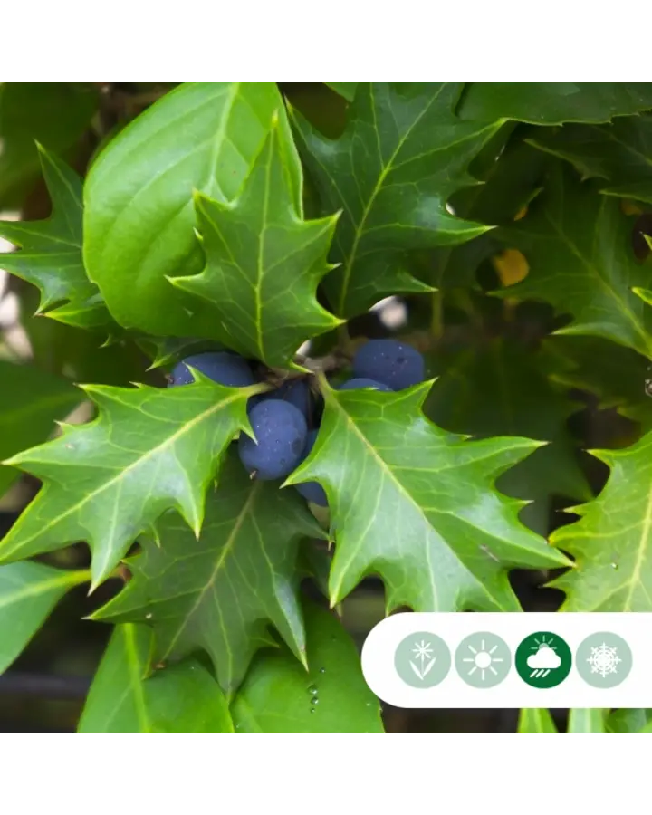 Osmanthus heterophyllus | Schijnhulst | Meerstammig