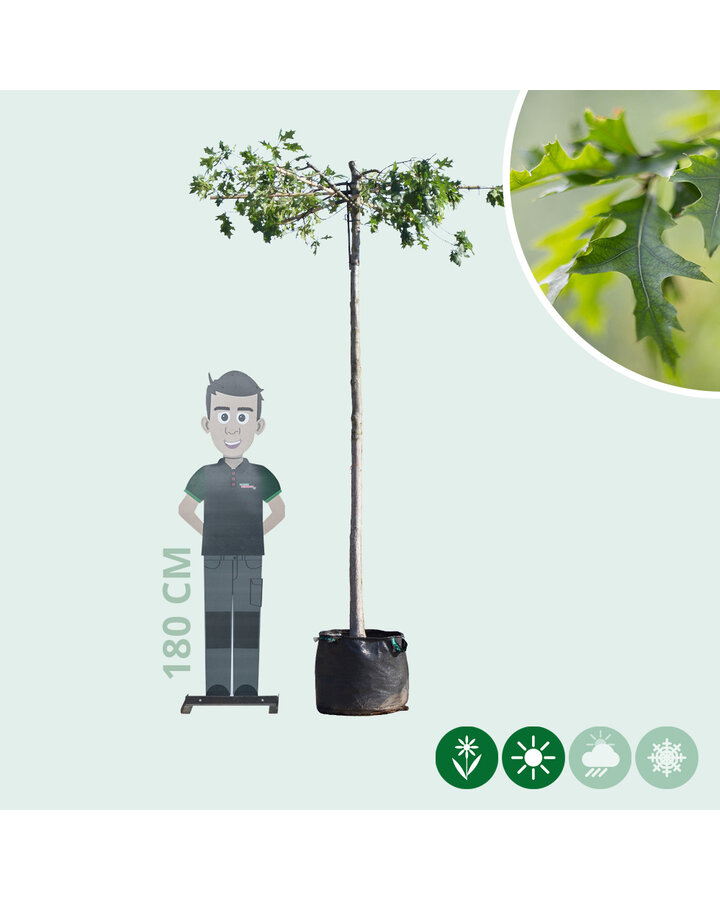 Quercus palustris | Moeraseik | Dakvorm