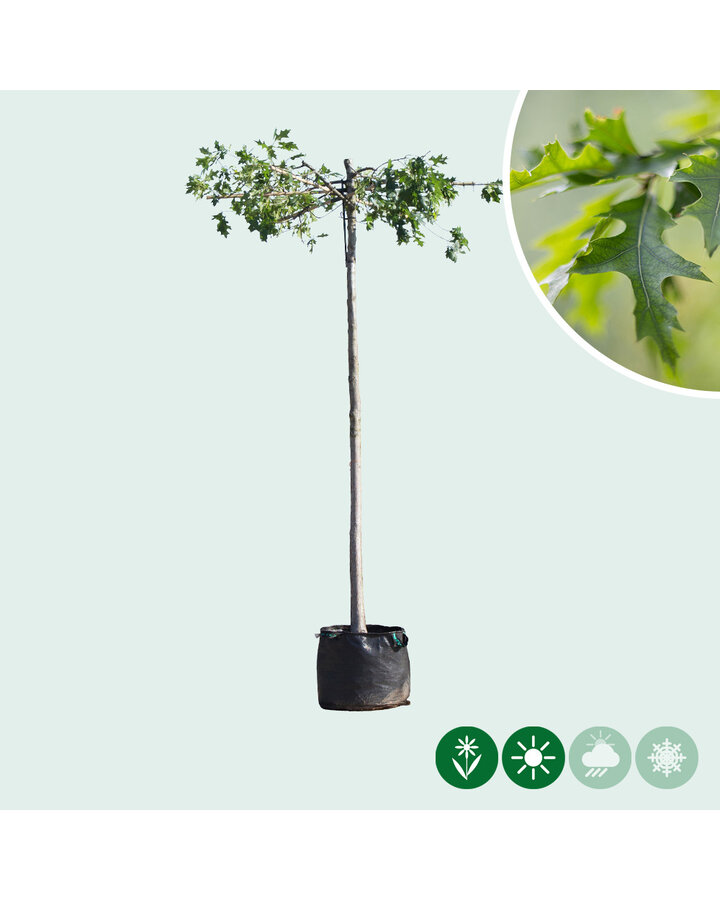Quercus palustris | Moeraseik | Dakvorm