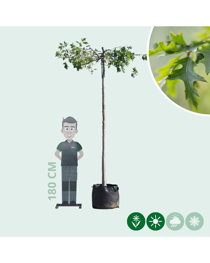 Quercus palustris | Moeraseik | Dakvorm