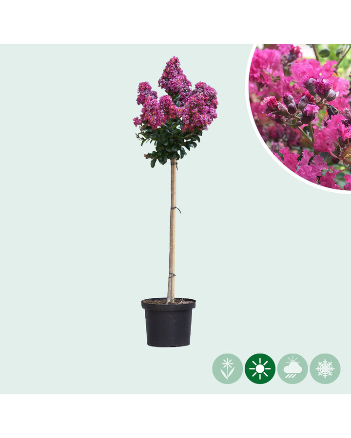 Lagerstroemia 'Berry Dazzle' ®