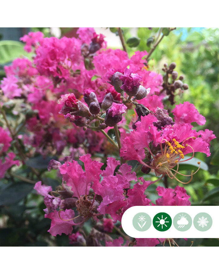 Lagerstroemia 'Berry Dazzle' ®