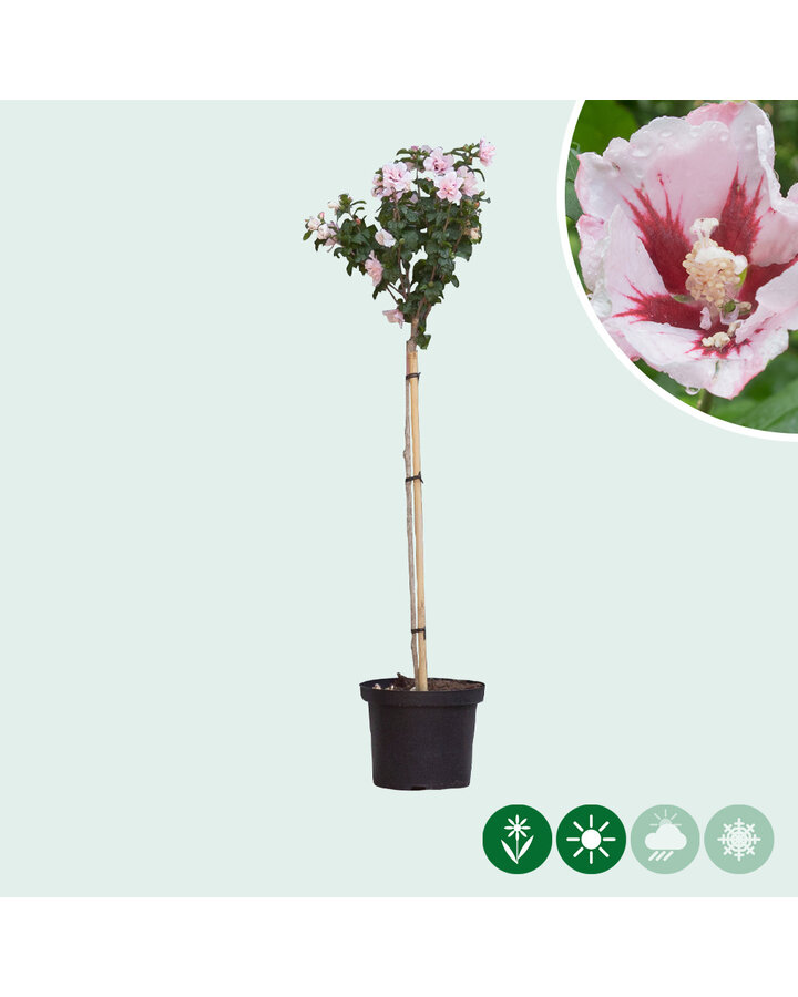 Hibiscus syr. 'Hamabo' | Hibiscus Hamabo