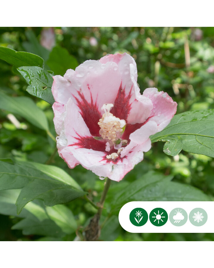 Hibiscus syr. 'Hamabo' | Hibiscus Hamabo