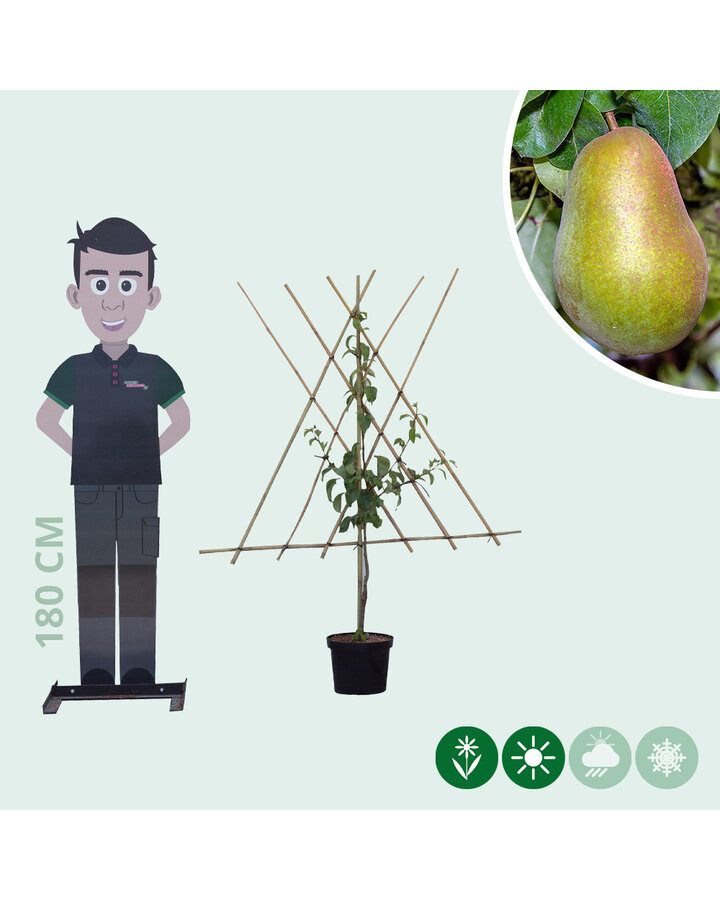 Pyrus c. 'Triomphe de Vienne' | Perenboom | Leivorm