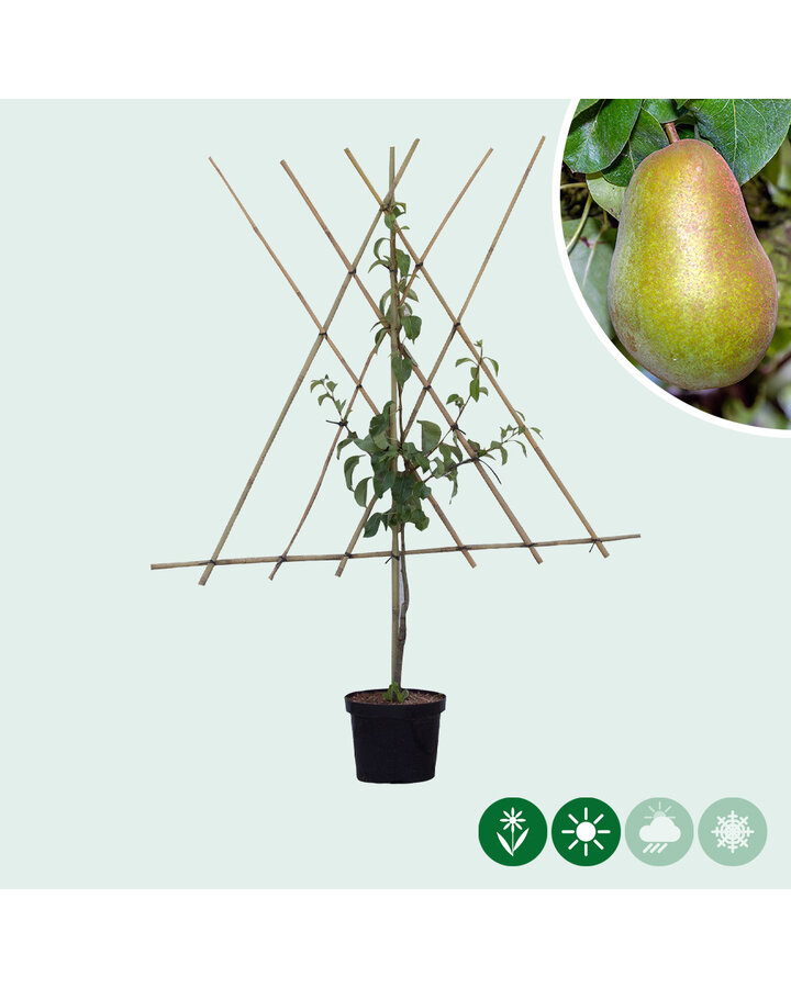 Pyrus c. 'Triomphe de Vienne' | Perenboom | Leivorm
