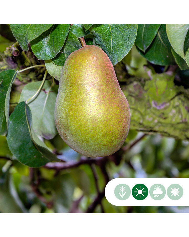 Pyrus c. 'Triomphe de Vienne' | Perenboom | Leivorm