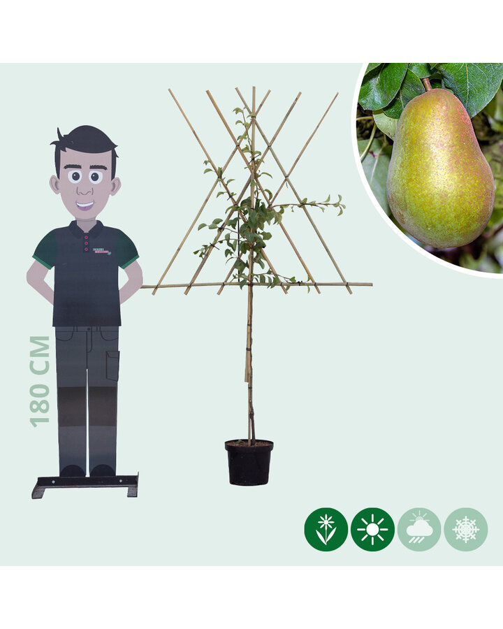 Pyrus c. 'Triomphe de Vienne' | Perenboom | Leivorm