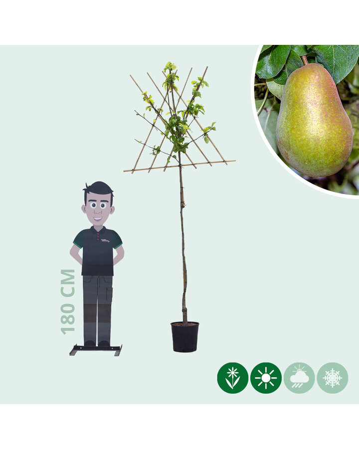Pyrus c. 'Triomphe de Vienne' | Perenboom | Leivorm