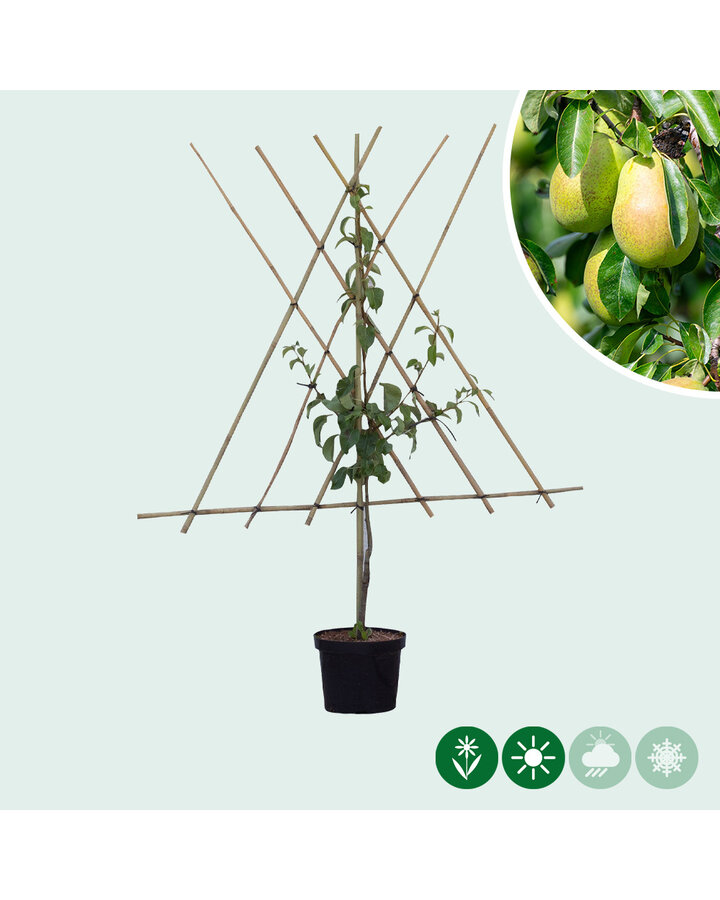 Pyrus c. 'Gieser Wildeman' | Perenboom | Leivorm