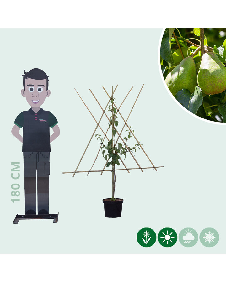 Pyrus c. 'Doyenne du Comice' | Perenboom | Leivorm
