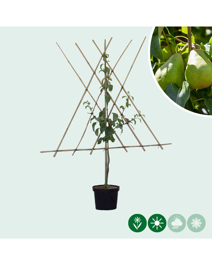 Pyrus c. 'Doyenne du Comice' | Perenboom | Leivorm