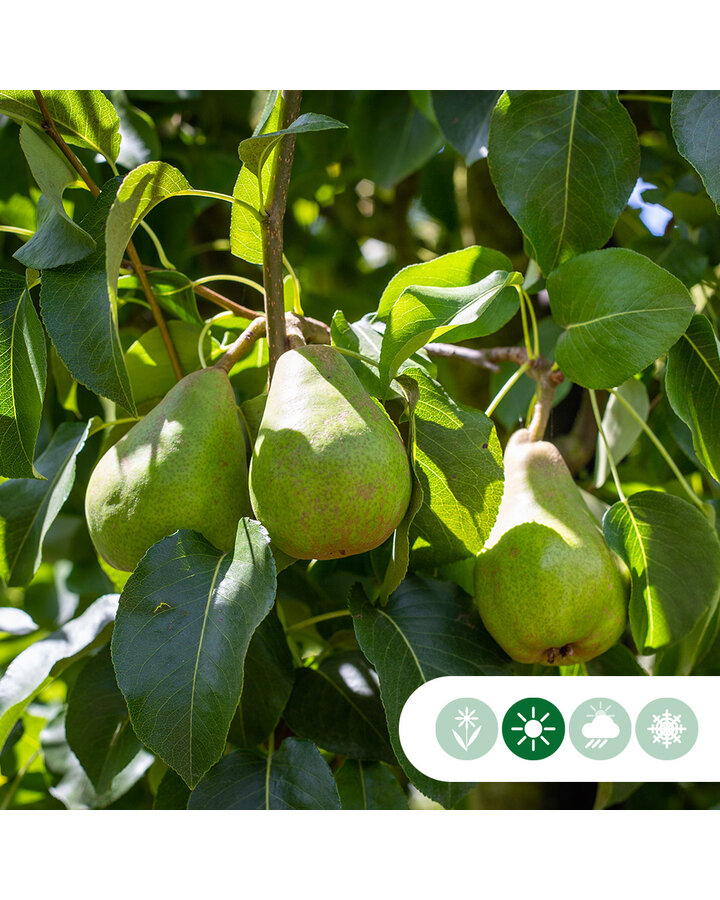 Pyrus c. 'Doyenne du Comice' | Perenboom | Leivorm
