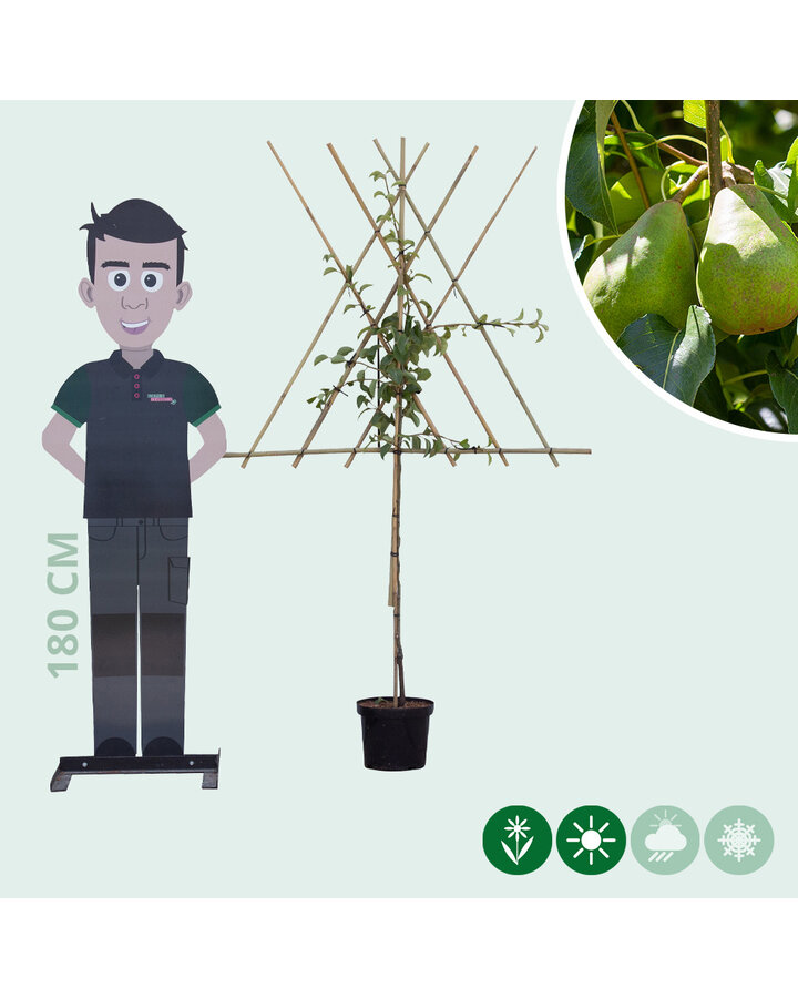 Pyrus c. 'Doyenne du Comice' | Perenboom | Leivorm