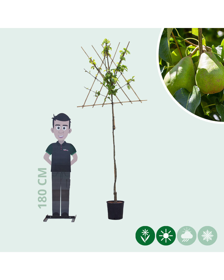 Pyrus c. 'Doyenne du Comice' | Perenboom | Leivorm