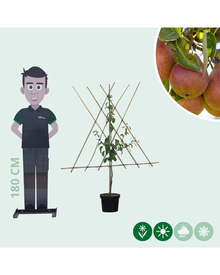 Pyrus c. 'Bonne Louise d'Avranches' | Perenboom | Leivorm