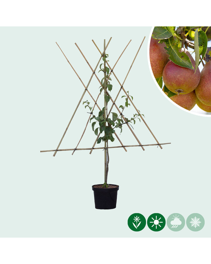 Pyrus c. 'Bonne Louise d'Avranches' | Perenboom | Leivorm