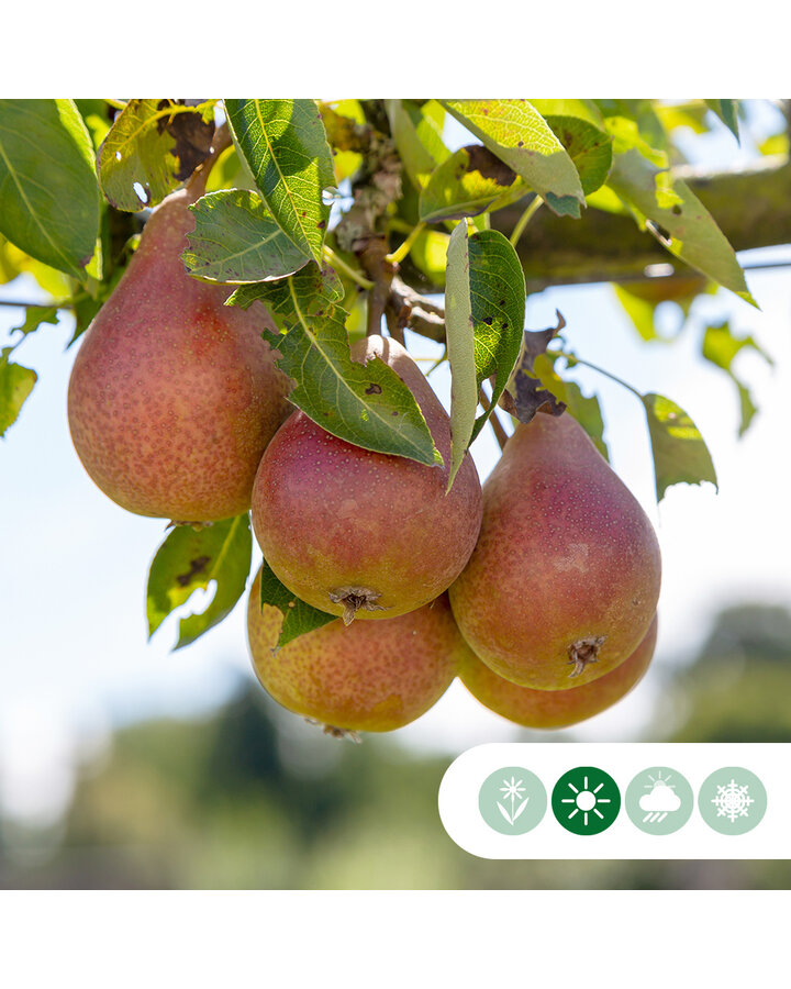 Pyrus c. 'Bonne Louise d'Avranches' | Perenboom | Leivorm