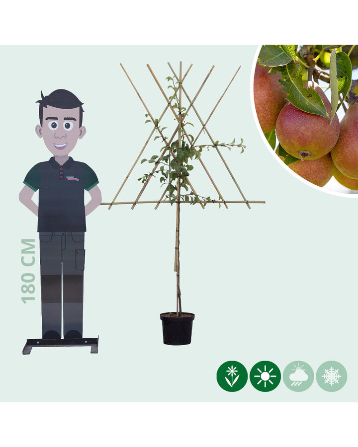 Pyrus c. 'Bonne Louise d'Avranches' | Perenboom | Leivorm