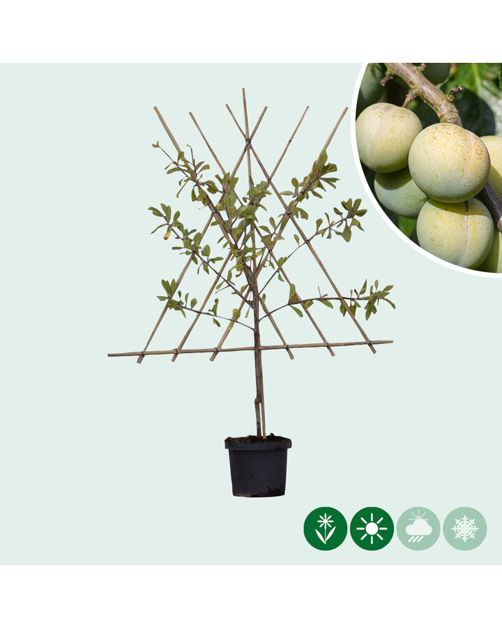 Prunus d. 'Reine Claude d'Oullins' | Pruimenboom | Leivorm