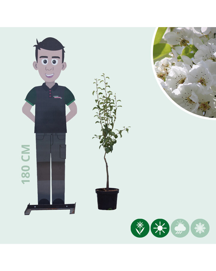 Pyrus c. 'Clapp's Favourite' | Perenboom