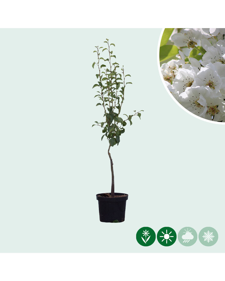 Pyrus c. 'Clapp's Favourite' | Perenboom