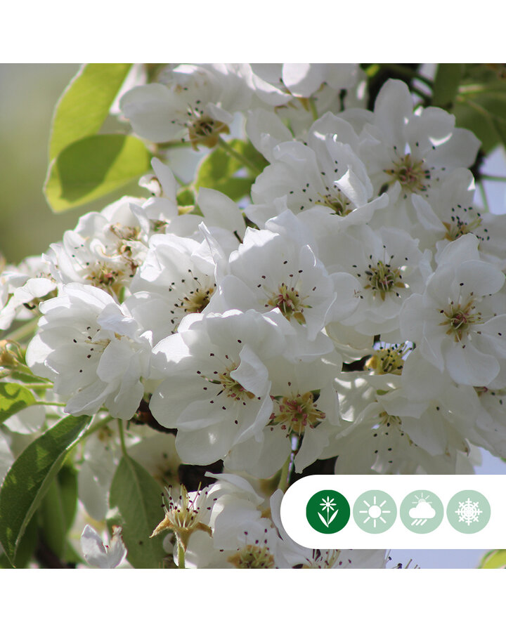 Pyrus c. 'Clapp's Favourite' | Perenboom