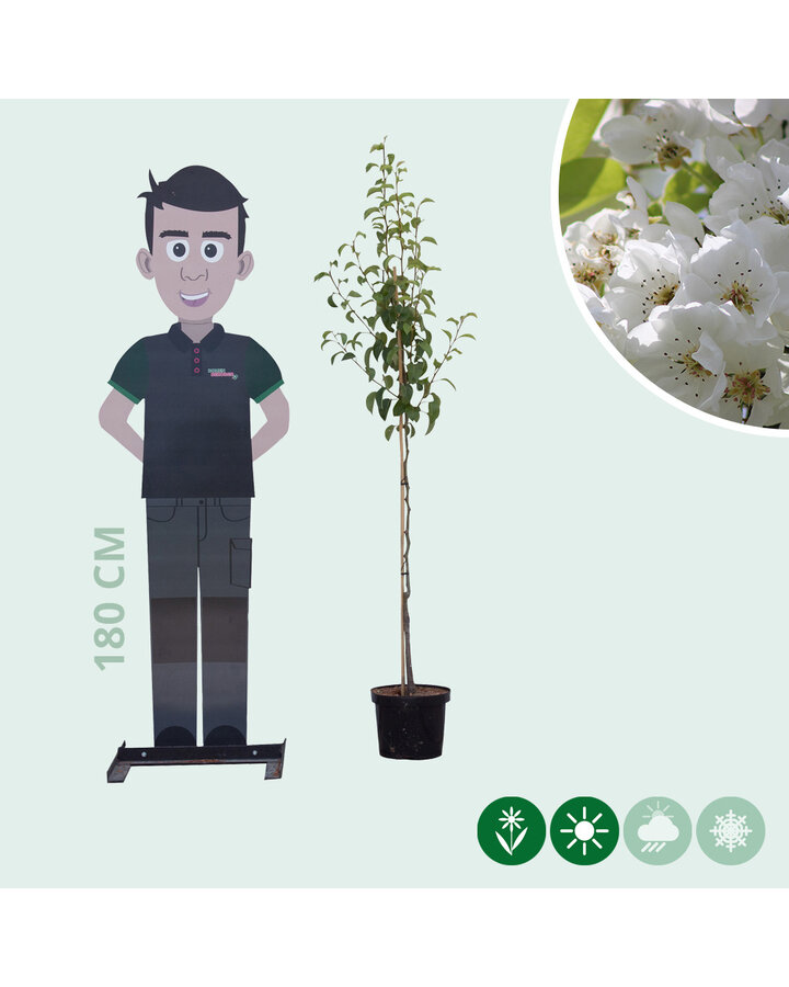 Pyrus c. 'Clapp's Favourite' | Perenboom