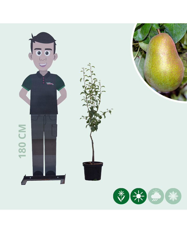 Pyrus c. 'Triomphe de Vienne' | Perenboom